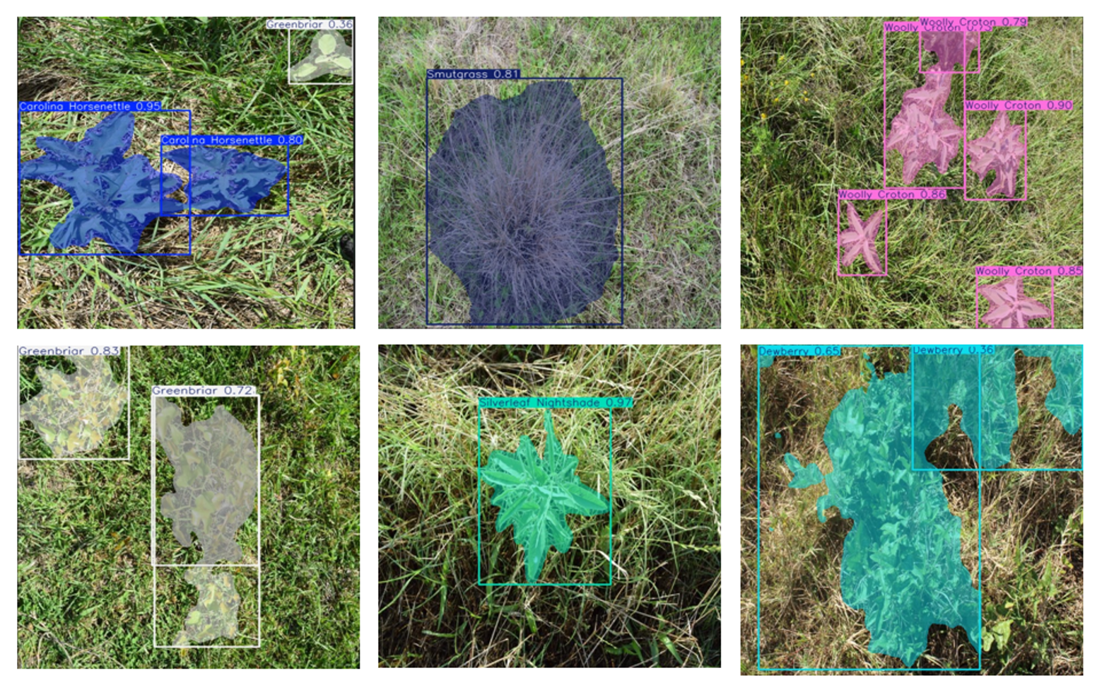 Weed Detection and Segmentation Results using YOLOv11-seg